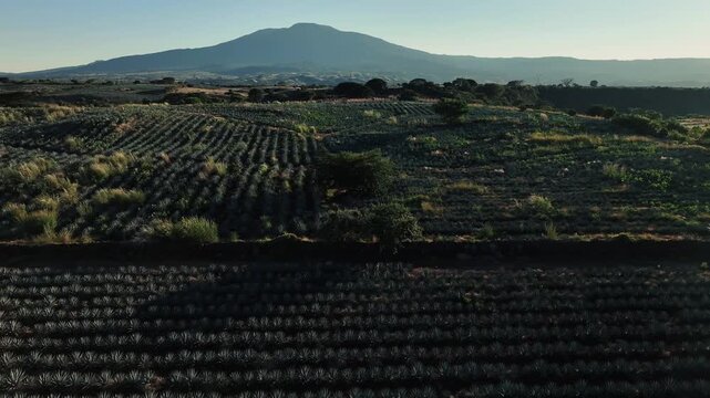 Aerial view of rows of agave plants under the sun, with a mountain backdrop and a mix of cultivated and natural landscapes, Jalisco, Mexico.