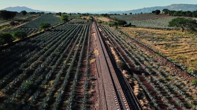 Aerial view of neatly organized agave fields bisected by a long railroad track under the vast sky, Tequila, Jalisco, Mexico.