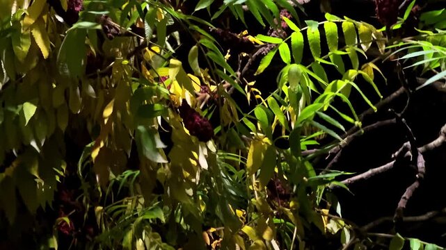 Staghorn sumac tree in dark windy park