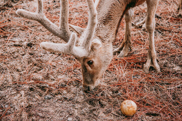 Pere Davids Deer Foraging Inside City Zoo