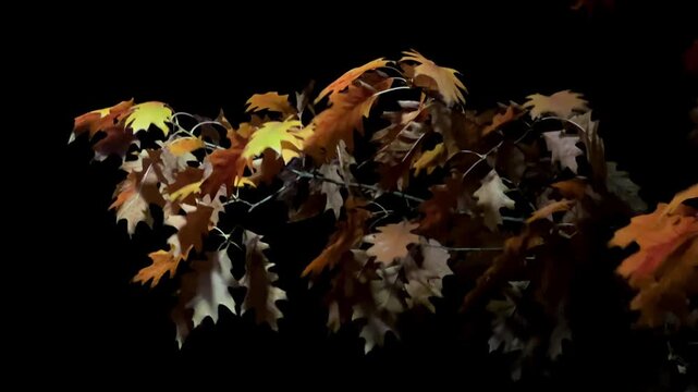 Dim branches of a Northern red oak, swaying in the wind in the night park