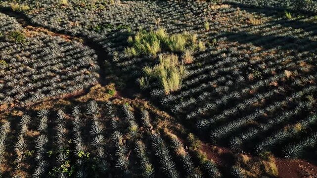 Aerial view of agave fields, the repetitive patterns forming lines through the landscape, contrasting with patches of wild vegetation, Jalisco, Mexico.