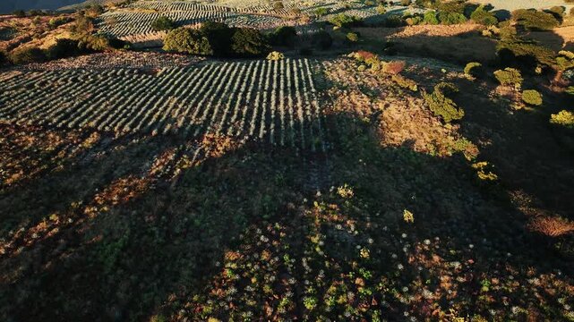 Aerial view of the agave fields showing the repetitive patterns of cultivation and the contrast with the natural vegetation, Jalisco, Mexico.
