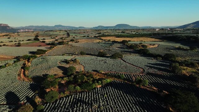 Aerial view of the vast agave fields in Jalisco, where rows of blue agave plants creates a striking pattern against the backdrop of mountains, Jalisco, Mexico.
