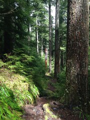 Obraz premium trees in the woods