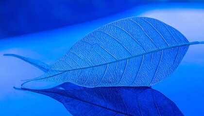 Two vibrant blue leaves resting on a reflective surface