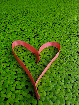 Heart on the Duckweed Swamp