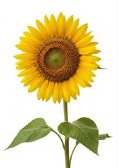 Obraz premium Beautiful Display of Cute Sunflower with Bright Yellow Petals and Green Leaves Emphasizing Joy and Nature's Beauty
