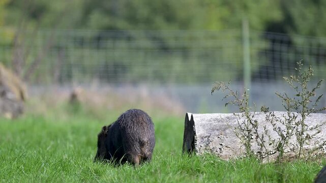 Male white-lipped peccary walking in the grass of a meadow. Tayassu pecari, R&eacute;serve zoologique de la Haute-Touche, Azay le Ferron, Indre 36, r&eacute;gion Centre Val de Loire, France, European Union, Europe