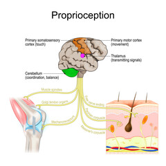 Proprioception. Body position sense.