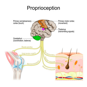 Proprioception. Body position sense.