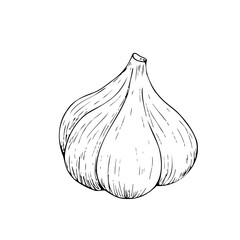 Vector fresh whole garlic. Graphic ink vegetable illustration, isolated on background. Hand drawn line sketch. For designers, prints, logo, icon, menu, postcards, holiday, covers