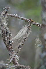 Moss and lichen covered branches in Scandinavian forests