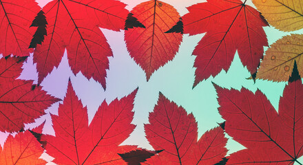 Pattern of dry maple leaves on a colorful background