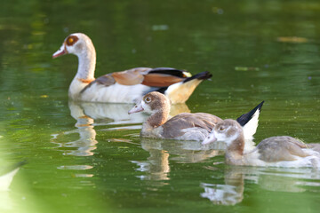 adult egyptian goose in a lake, brown goose with orange-brown eyes swimming in a calm stream, young egyptian geese in the foreground, Alopochen aegyptiaca