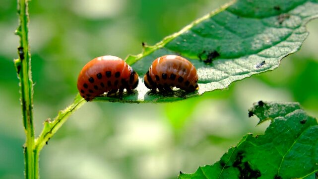 Super close up of Colorado potato beetle positioned on white potato plant leaf destroying organic pesticide free crops