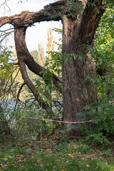 Broken tree after storm damage in public park
