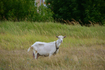 Obraz premium White Goat Standing in a Lush Green Field