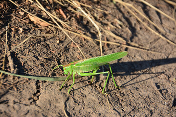 Green Grasshopper Resting on Dry Ground in sunlight
