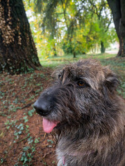 A fluffy shaggy dog covered in pollen or tiny seeds sits outdoors in a park with trees and foliage in the background enjoying a warm autumn day with its tongue out panting happily