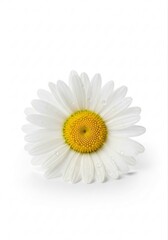 Obraz premium Beautiful Display of Cute Daisy Flower with White Petals and Yellow Center Emphasizing Freshness and Simplicity