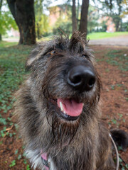 Fototapeta premium Happy Irish Wolfhound Dog Outdoors Covered in Leaves and Dirt Enjoying a Sunny Day in the Park