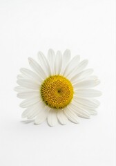 Beautiful Arrangement of Cute White Daisy Blossom Showcasing Natural Beauty and Cheerfulness in Floral Art