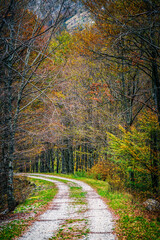 Autumn magic in the Julian Alps. Resia Valley, the woods on the border between Italy and Slovenia.
