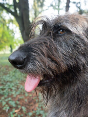 Fototapeta premium Close Up Side Profile of a Shaggy Hairy Dog with Snowflakes on its Fur Enjoying a Walk in a Forest