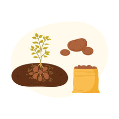 Potato plant lifecycle from soil to harvest shown in isolated agricultural concept vector illustration