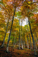 Autumn magic in the Julian Alps. Resia Valley, the woods on the border between Italy and Slovenia.