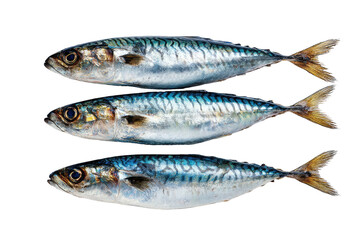 Obraz premium Three shiny, silvery fish with blue stripes stacked vertically