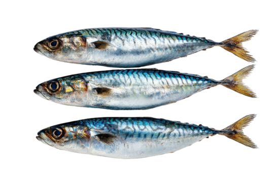 Three shiny, silvery fish with blue stripes stacked vertically