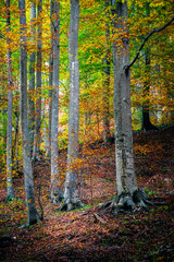 Obraz premium Autumn magic in the Julian Alps. Resia Valley, the woods on the border between Italy and Slovenia.