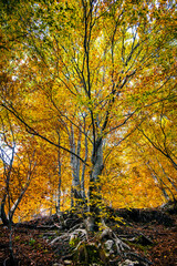 Autumn magic in the Julian Alps. Resia Valley, the woods on the border between Italy and Slovenia.