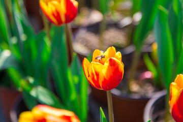 Honeybee On Tulip Petal Macro Close Up