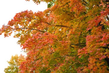  Lush maple tree branches full of vibrant autumn leaves display a stunning array of colors. The foliage transitions from green to vivid shades of red, orange, and yellow.