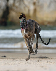 Blind greyhound running happy on the beach. Rescued dog with limited eyesight having fun playing on the sand. Senior but active greyhound enjoying a day by the sea.