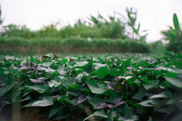 Selective Focus on Sweet Potato Leaves in a Farm Field with Blurred Background
