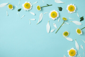 White chrysanthemum flowers and petals scattered on pastel blue background. Minimal floral flat lay for natural cosmetics, spa, health, beauty, or spring design.