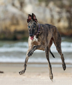 Blind greyhound running happy on the beach. Rescued dog with limited eyesight having fun playing on the sand. Senior but active greyhound enjoying a day by the sea.