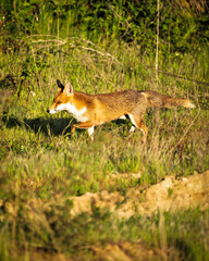 Roter Fuchs schleicht durch sonnenbeschienene Wiese und sucht nach Beute. Natürliche Szene in...