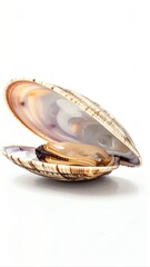 Open clam shell with mollusk isolated.