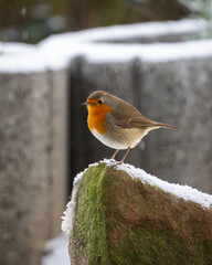 Rotkehlchen sitzt auf einem mit Schnee bedeckten, moosigen Stein an einem winterlichen Tag. Nahaufnahme eines kleinen Singvogels in natürlicher Umgebung, mit weichem Hintergrund und fallendem Schnee.