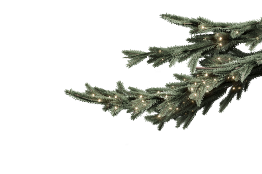 Pine branch with Christmas lights on a transparent background.