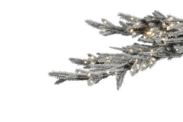 Whiht pine branch for the winter holiday.