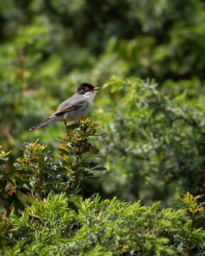 Kleiner Singvogel mit schwarzem Kopf und rotem Auge sitzt auf einem Strauch in dichter Vegetation. Naturaufnahme mit gr&uuml;nem Hintergrund und weichem Licht. Samtkopfgrasm&uuml;cke