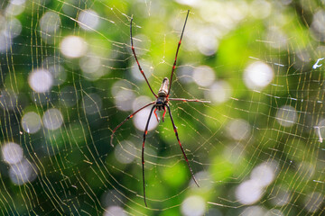 Giant Golden orb weaver with net