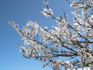 Obraz premium delicate white flowers under vivid blue sky, sunkissed blossoms and slender twigs against clear azure backdrop