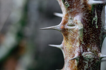 Macro Close Up of Sharp Thorns on a Crown of Thorns (Euphorbia Milii) Stem